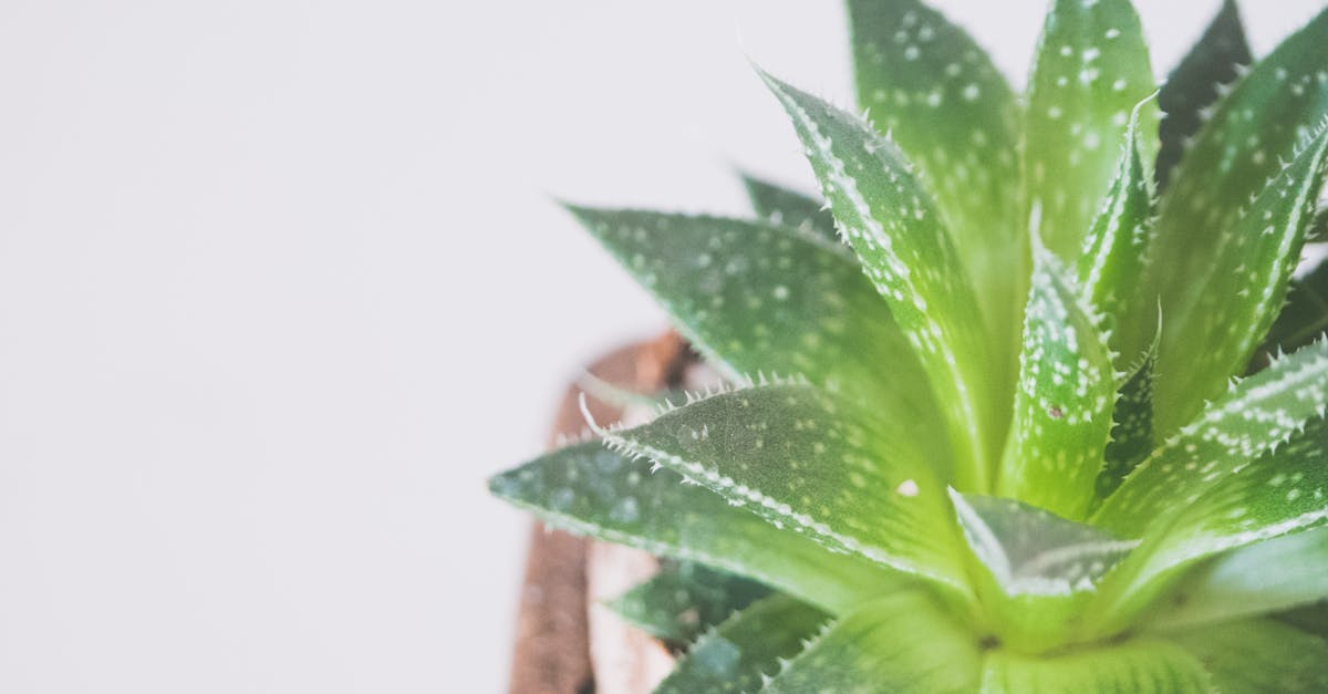 Vibrant close-up of a green succulent with spiky leaves in a flowerpot, isolated on a white background.